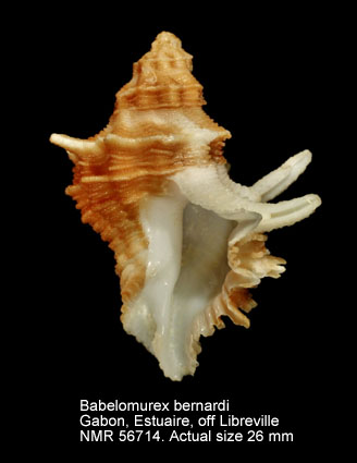 Babelomurex bernardi.jpg - Babelomurex bernardi(K.Nicolay,1984)